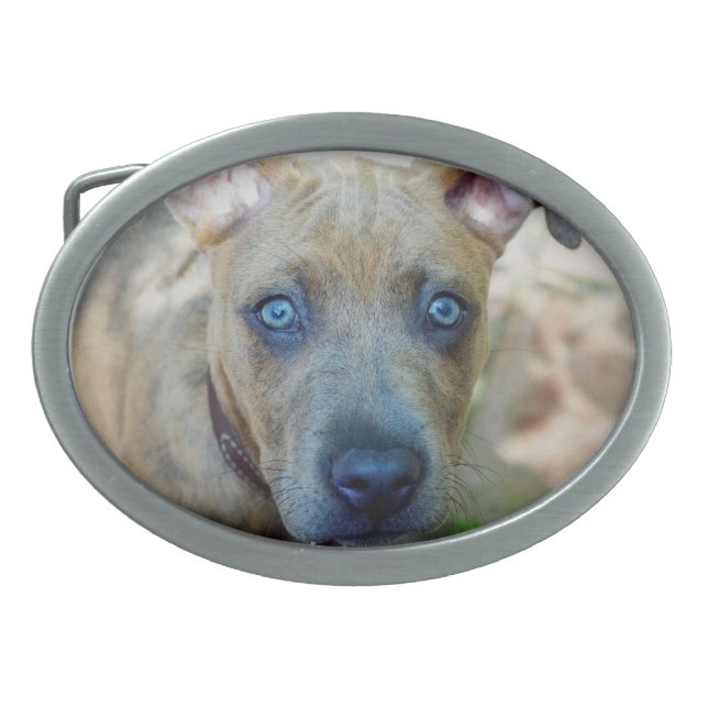 Brindle Pit Bull Puppy by Shirley Taylor Belt Buckle (Front)