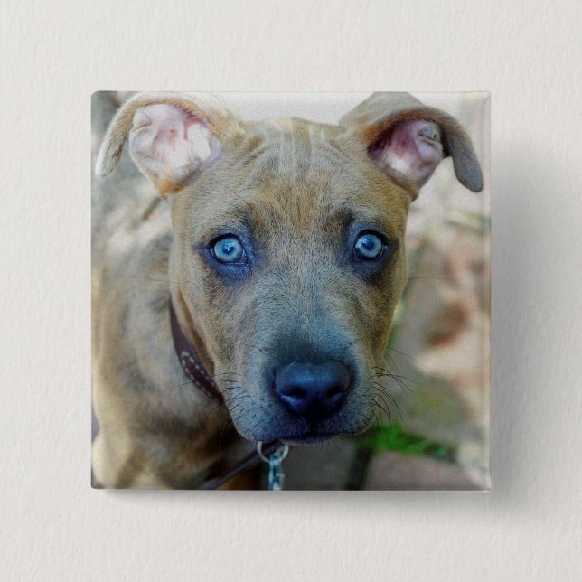 Brindle Pit Bull Puppy by Shirley Taylor Button (Front)