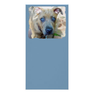 Brindle Pit Bull Puppy by Shirley Taylor Card