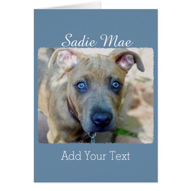 Brindle Pit Bull Puppy by Shirley Taylor Cards (Front)