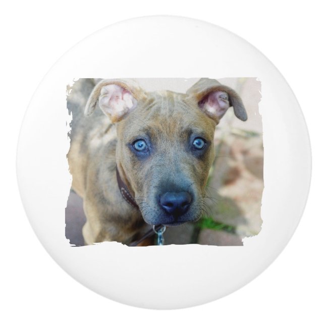 Brindle Pit Bull Puppy by Shirley Taylor Ceramic Knob (Front)