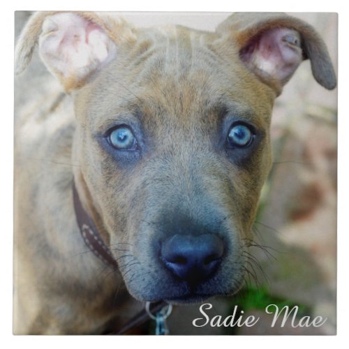 Brindle Pit Bull Puppy by Shirley Taylor Ceramic Tile