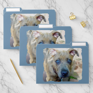 Brindle Pit Bull Puppy by Shirley Taylor File Folder