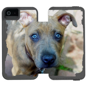 Brindle Pit Bull Puppy by Shirley Taylor Wallet Case For iPhone SE/5/5s