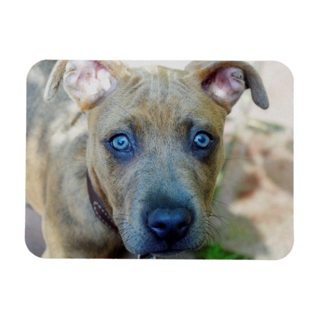 Brindle Pit Bull Puppy by Shirley Taylor Magnet (Horizontal)