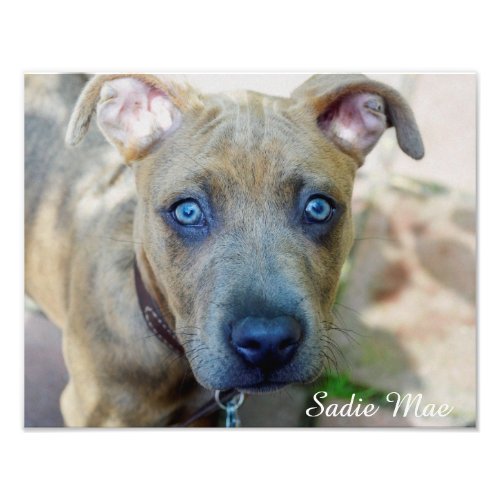 Brindle Pit Bull Puppy by Shirley Taylor Photo Print