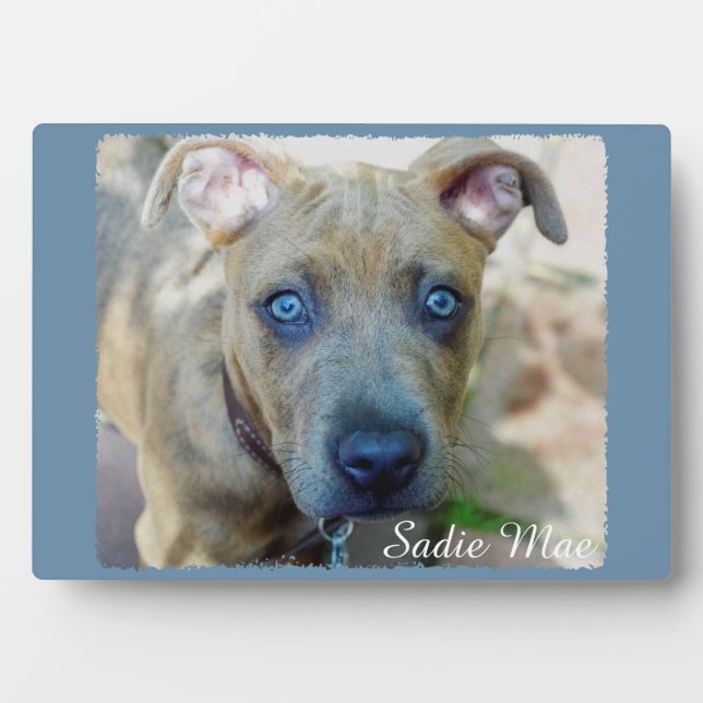 Brindle Pit Bull Puppy by Shirley Taylor Plaque (Front)