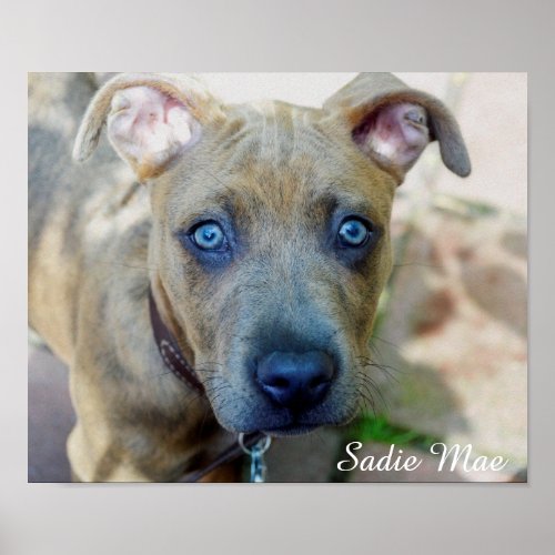 Brindle Pit Bull Puppy by Shirley Taylor Poster