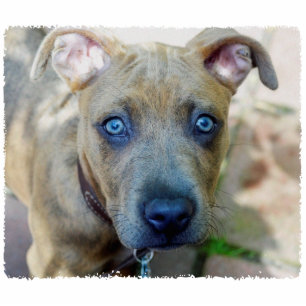 Brindle Pit Bull Puppy by Shirley Taylor Statuette