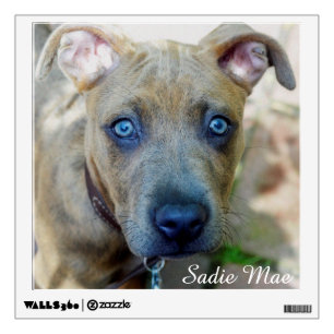 Brindle Pit Bull Puppy by Shirley Taylor Wall Sticker
