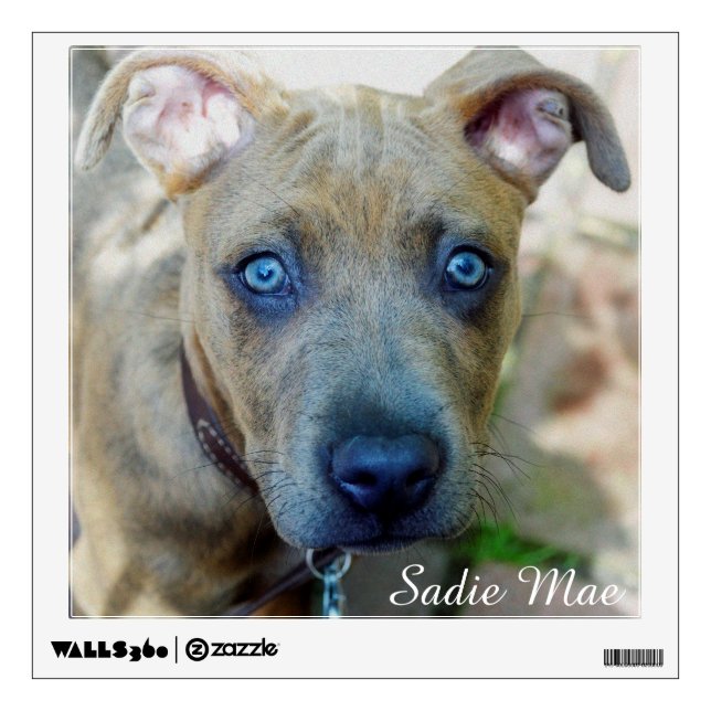 Brindle Pit Bull Puppy by Shirley Taylor Wall Sticker (Front)