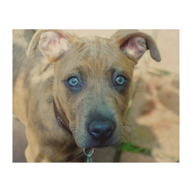 Brindle Pit Bull Puppy by Shirley Taylor Wood Wall Decor (Front)