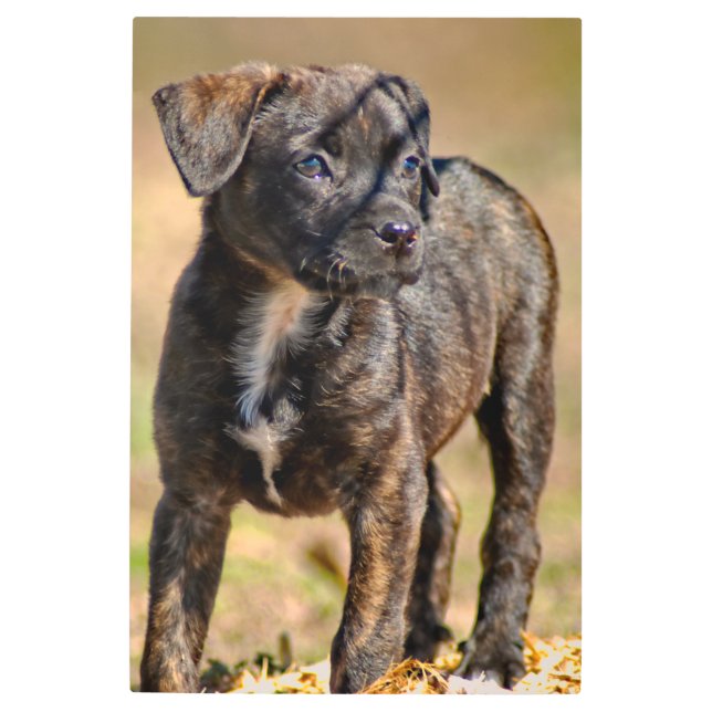 Brindle Puppy Profile Portrait Metal Print (Front)