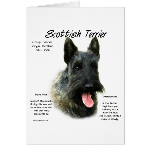Brindle Scottish Terrier History  Cards (Front)