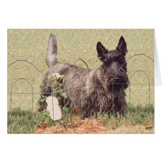 Brindle Scottish Terrier with Roses Cards (Front Horizontal)