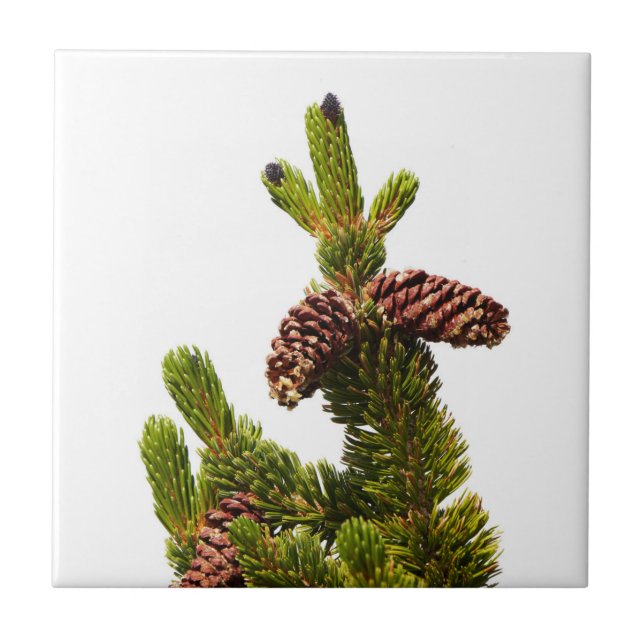 Bristlecone Pine Ceramic Tile (Front)