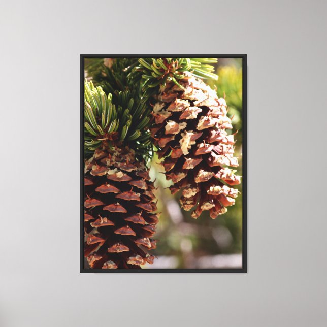 Bristlecone Pine Cones Canvas Print (Front)