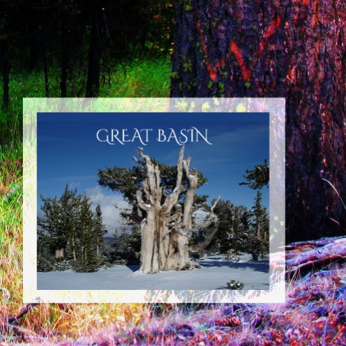 Bristlecone Pine Great Basin NP Postcard