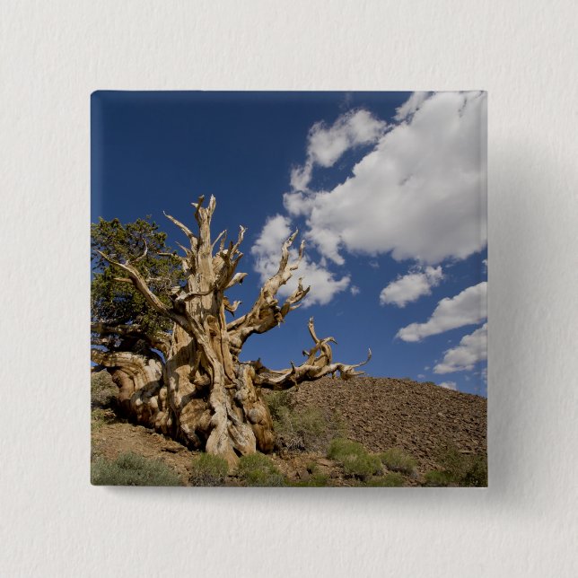 Bristlecone pine in Ancient Bristlecone Forest, Button (Front)