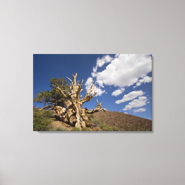 Bristlecone pine in Ancient Bristlecone Forest, Canvas Print (Front)