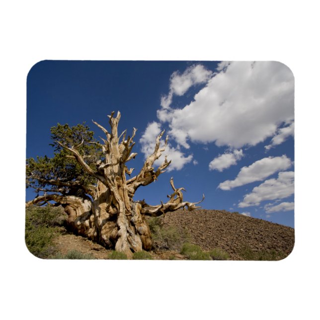 Bristlecone pine in Ancient Bristlecone Forest, Magnet (Horizontal)