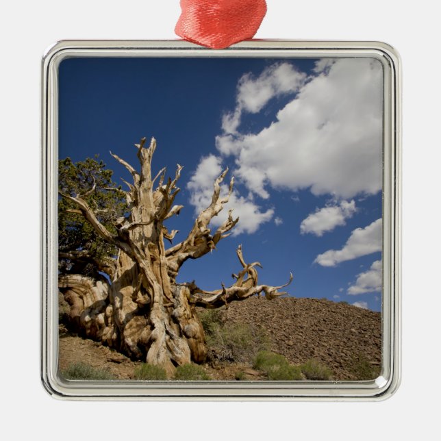 Bristlecone pine in Ancient Bristlecone Forest, Metal Ornament (Front)