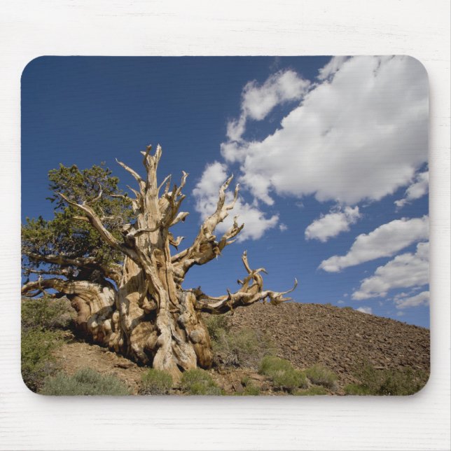 Bristlecone pine in Ancient Bristlecone Forest, Mouse Pad (Front)