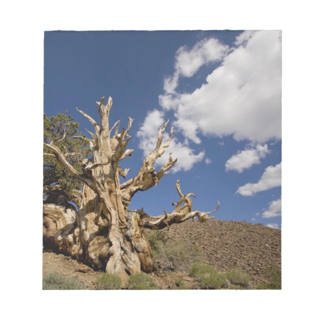 Bristlecone pine in Ancient Bristlecone Forest, Notepad (Front)