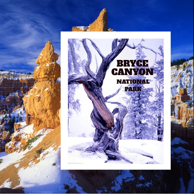 Bristlecone Pine in Winter Snow Bryce Canyon Postcard (Creator Uploaded)