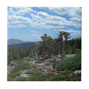 Bristlecone Pine Tree Ceramic Tile