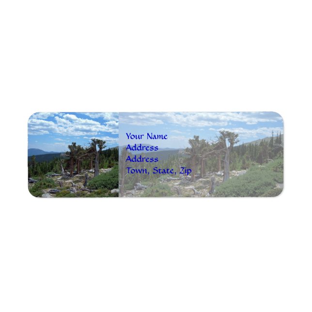 Bristlecone Pine Tree Label (Front)