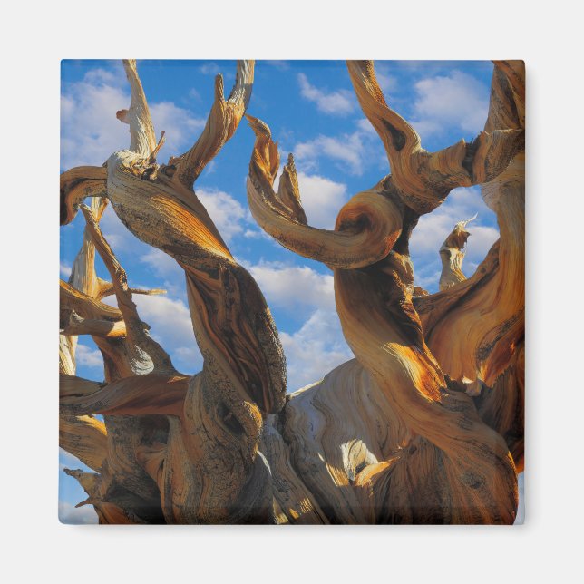 Bristlecone Pine Tree Magnet (Front)