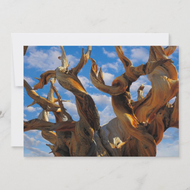 Bristlecone Pine Tree Thank You Card (Front)