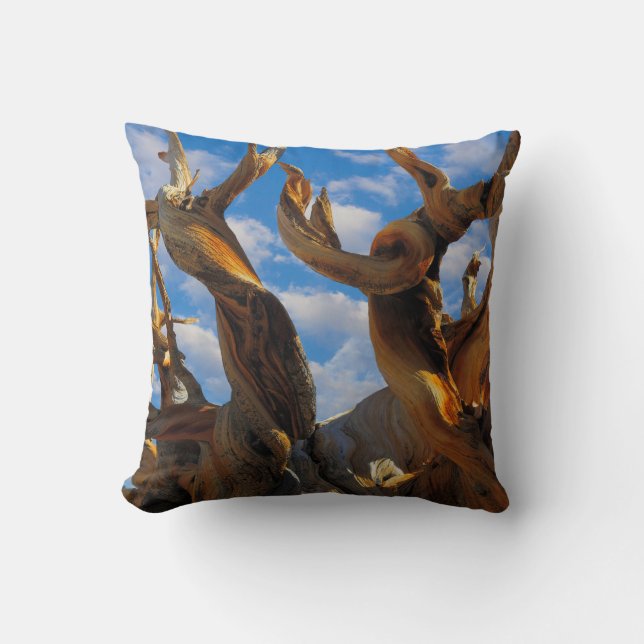 Bristlecone Pine Tree Throw Pillow (Front)