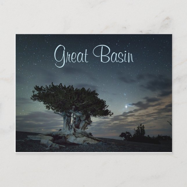 Bristlecone Silhouette Against Starry Sky Postcard (Front)