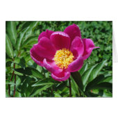 Bristol Bloom Cards (Front Horizontal)