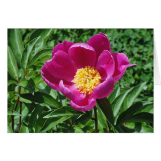 Bristol Bloom Cards