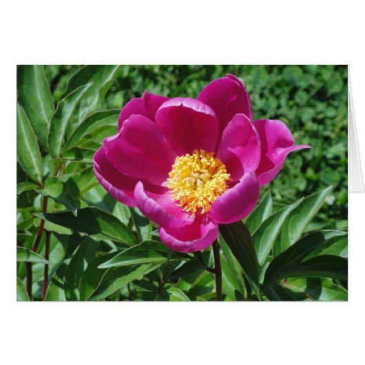 Bristol Bloom Cards (Front Horizontal)