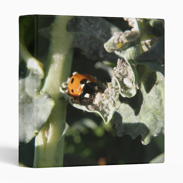 British 7 Spot Ladybug Binder (Front/Spine)