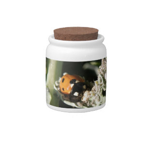 British 7 Spot Ladybug Candy Jar
