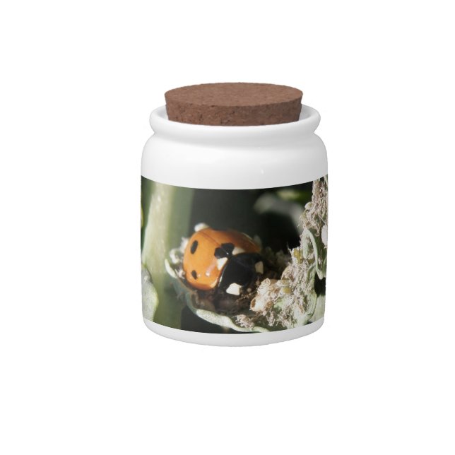 British 7 Spot Ladybug Candy Jar (Front)