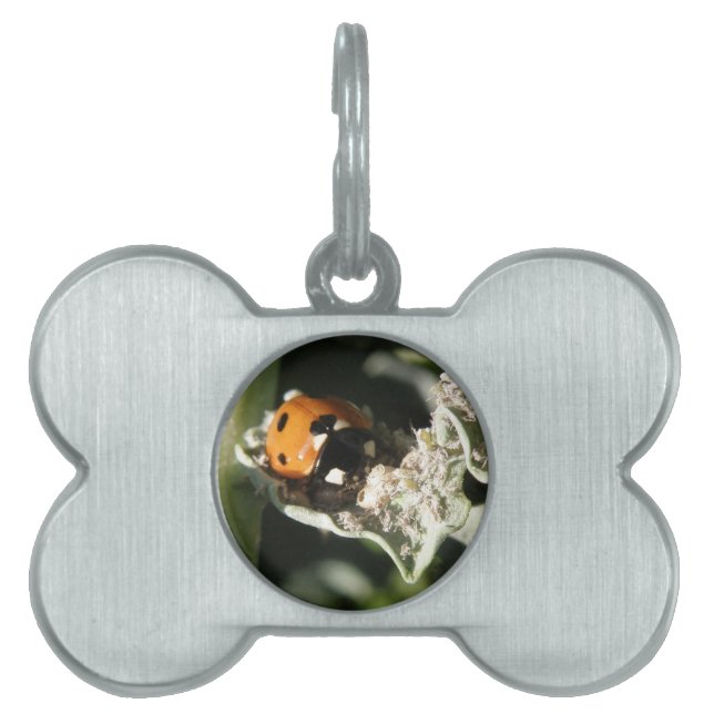 British 7 Spot Ladybug Pet Tag (Front)