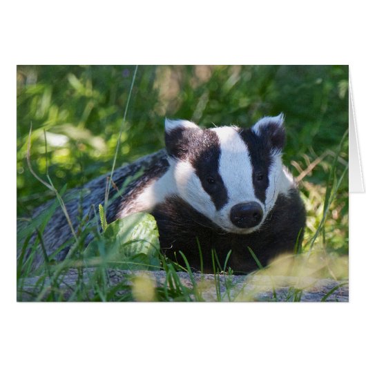 British Badger Card (Front Horizontal)