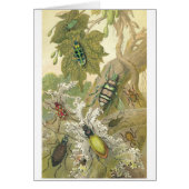 British Beetles (Front)