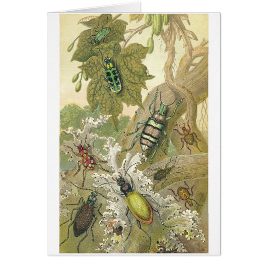 British Beetles Cards (Front)