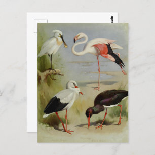British Birds, Art Illustrations Postcard
