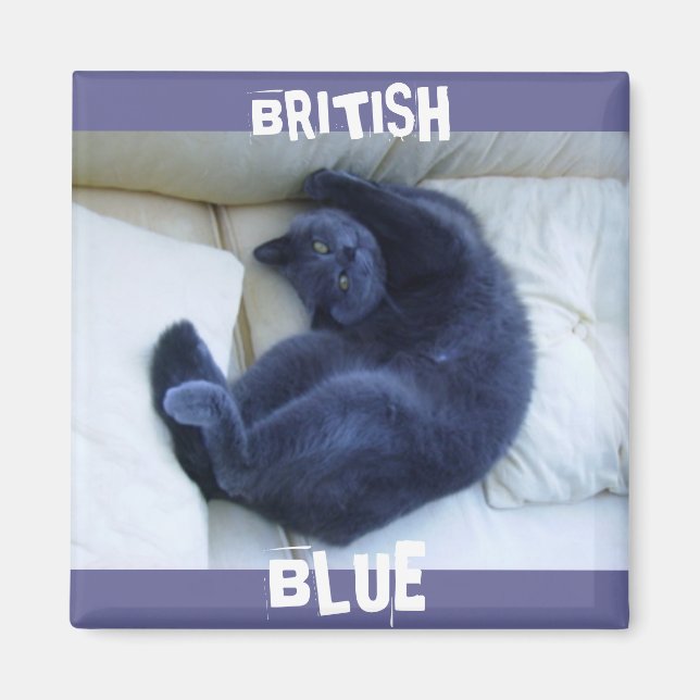 BRITISH BLUE CAT MAGNET (Front)