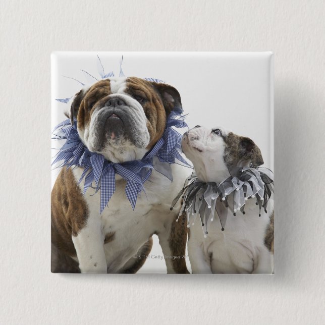 British bulldog and puppy wearing jester collar, pinback button (Front)
