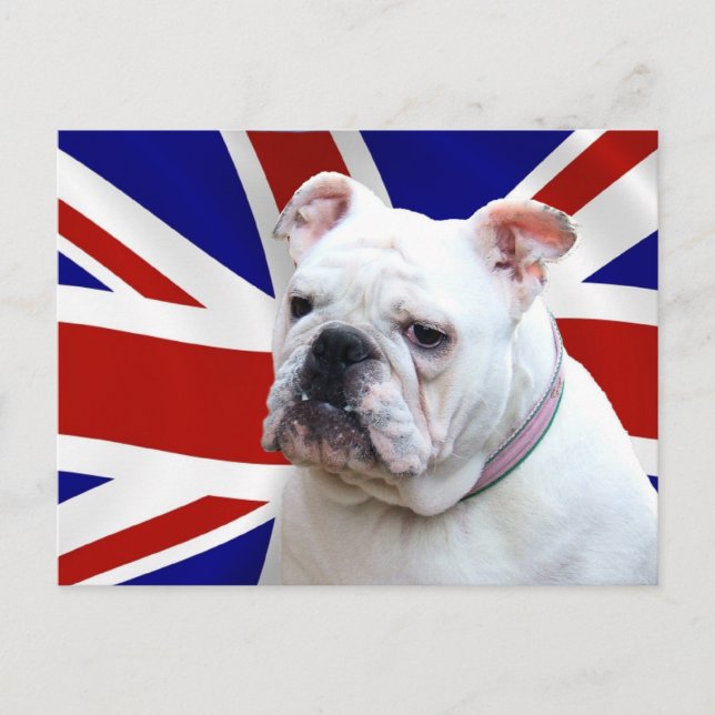 British Bulldog Postcard (Front)
