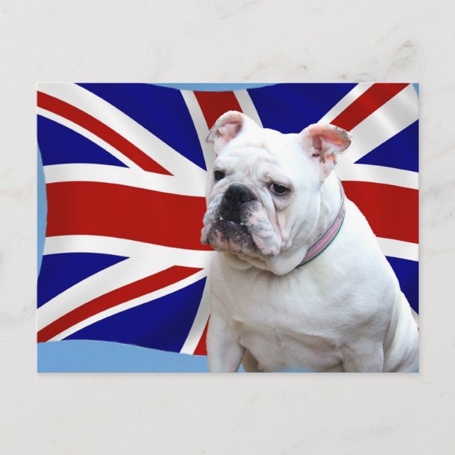 British Bulldog Postcard (Front)